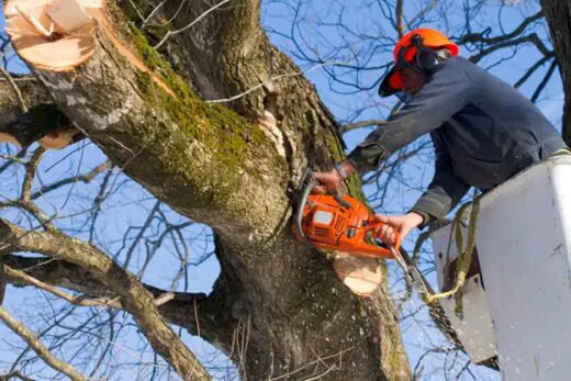 8 unexpected benefits of trimming trees