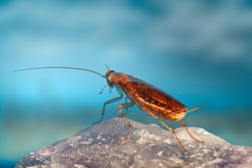 Easy tips to control pests from your home