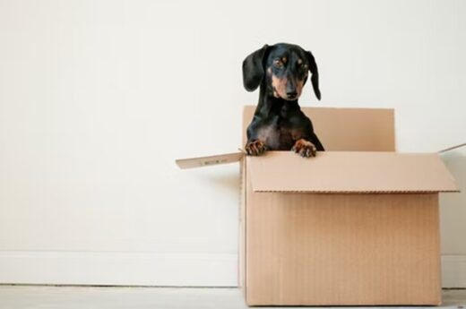 Mistakes People Make When Moving House