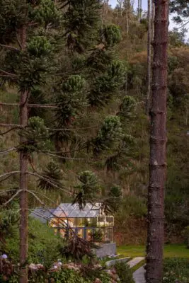 Araucária Greenhouse Abernéssia