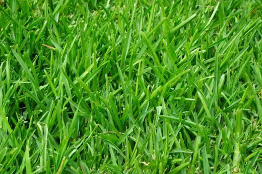 Turf distributors can help: astro lawn