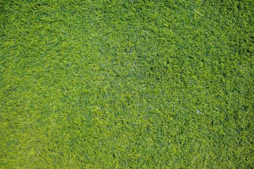 Turf distributors can help: artificial lawns