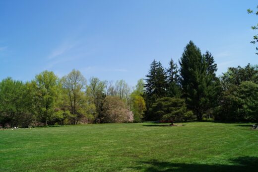 backyard lawn garden landscape