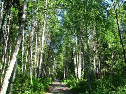 Reforestation in the City