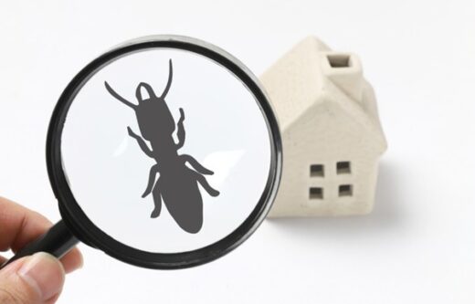 What are components of a pest inspection