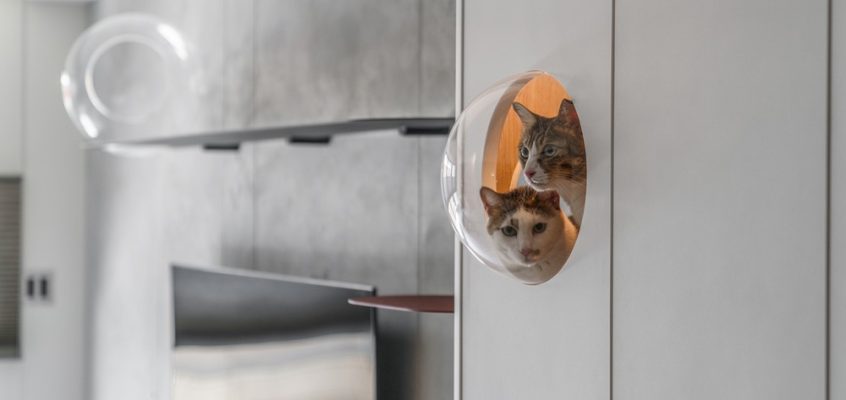 A Path Amongst Cats Residence, Xinyi District Taipei City