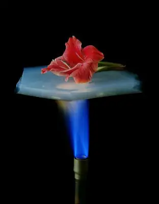 Aerogel Wonder Material flower