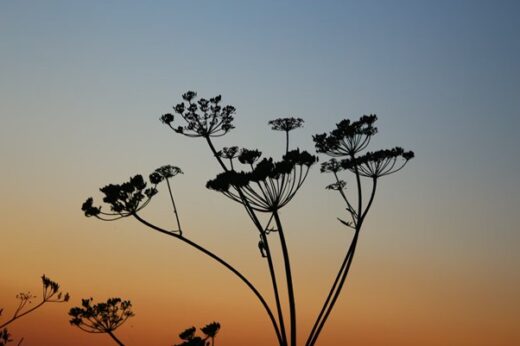 How to save seeds from flowers for next year guide