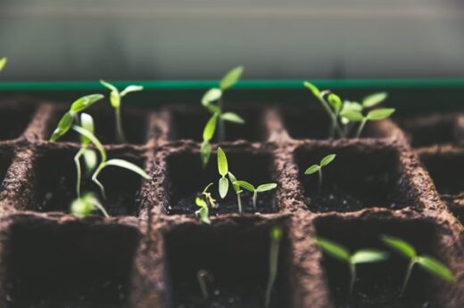 How to save seeds from flowers for next year