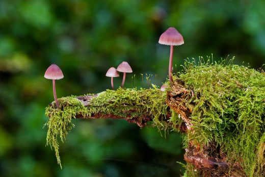 Mushroom Delivery Services in Canada