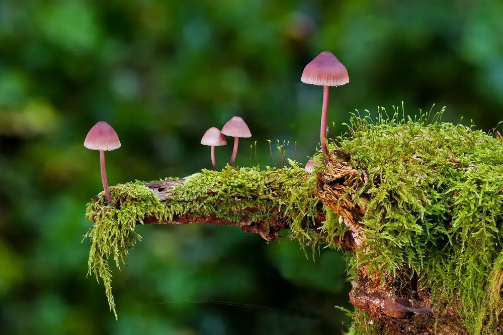 Mushroom Delivery Services in Canada