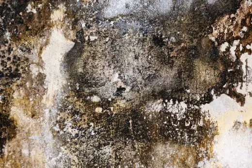 Do You Have Mold In Your Home