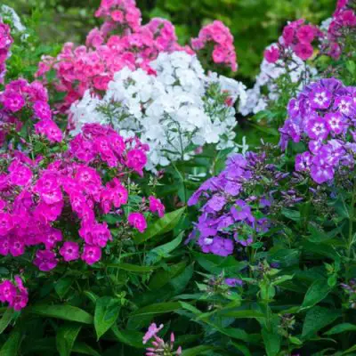 Perennials for Vibrant Spring and Summer Colour