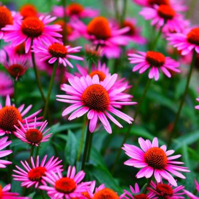 Perennials for Vibrant Spring and Summer Colour