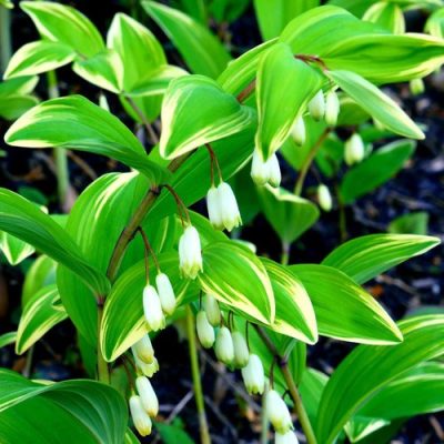 Perennials for Vibrant Spring and Summer Colour