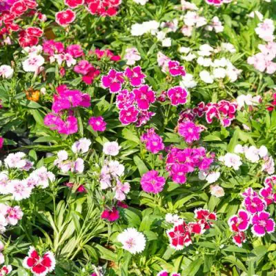 Perennials for Vibrant Spring and Summer Colour
