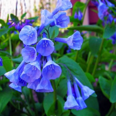 Perennials for Vibrant Spring and Summer 