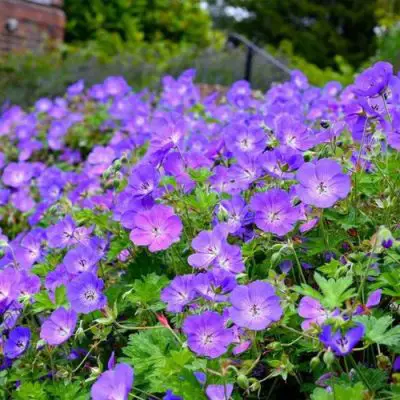 Perennials for Vibrant Spring and Summer