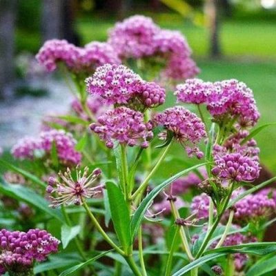 Perennials for Vibrant Spring and Summer