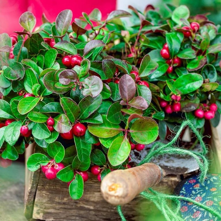 Planting perennials in your garden benefits earchitect