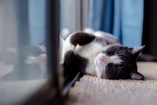 Cat at home underfloor heating is great investment