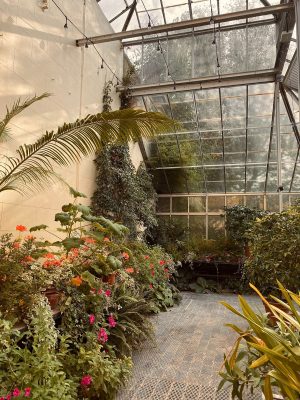 6 benefits of adding home conservatory plants