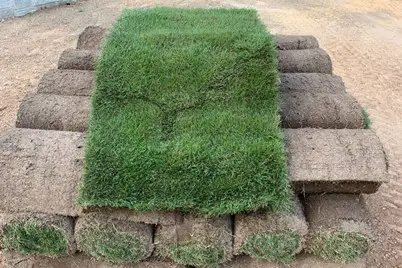 The Best Zoysia Varieties for Southern Lawns
