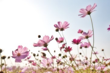 History of flower gifting and its relevance today