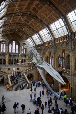 Natural History Museum London