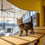 Blacktown Animal Rehoming Centre Sydney New South Wales