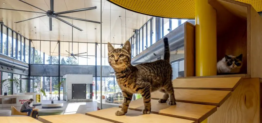 Blacktown Animal Rehoming Centre, Sydney, NSW