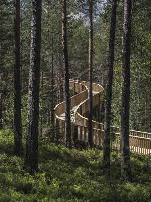 The Treetop Walk Hamaren Activity Park
