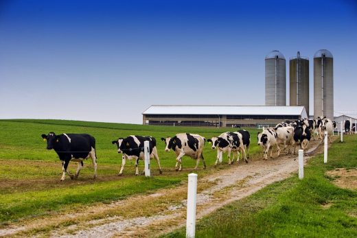 Quality farmstead outbuildings Ohio cows USA