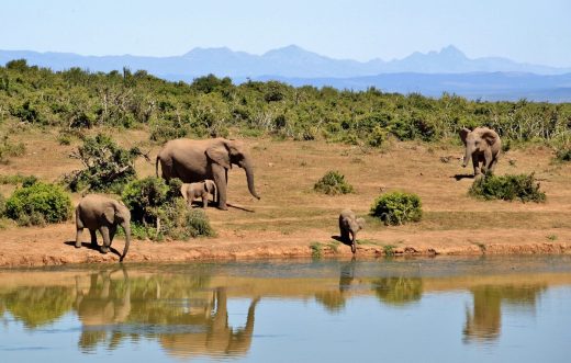 African bush camp expedition elephants