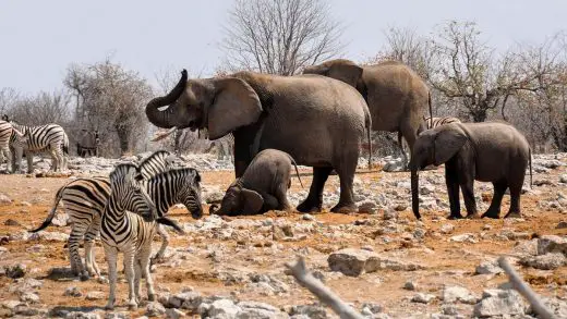 Elephants 5 African bush camp impressive expeditions