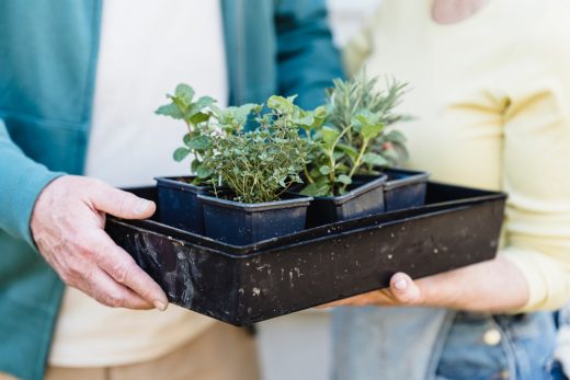 Keep your container garden thriving