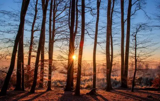 Why are trees so important to buildings