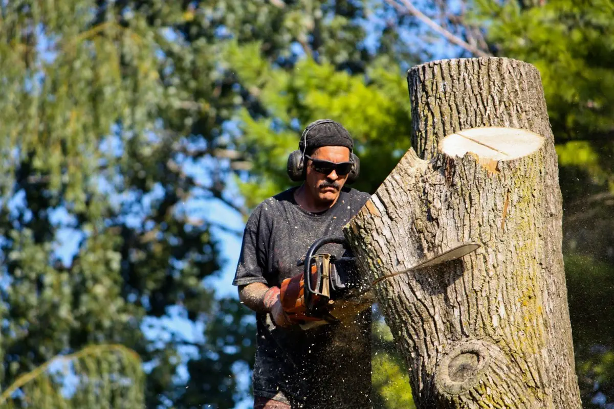 Commercial and residential tree services cut down surgeon