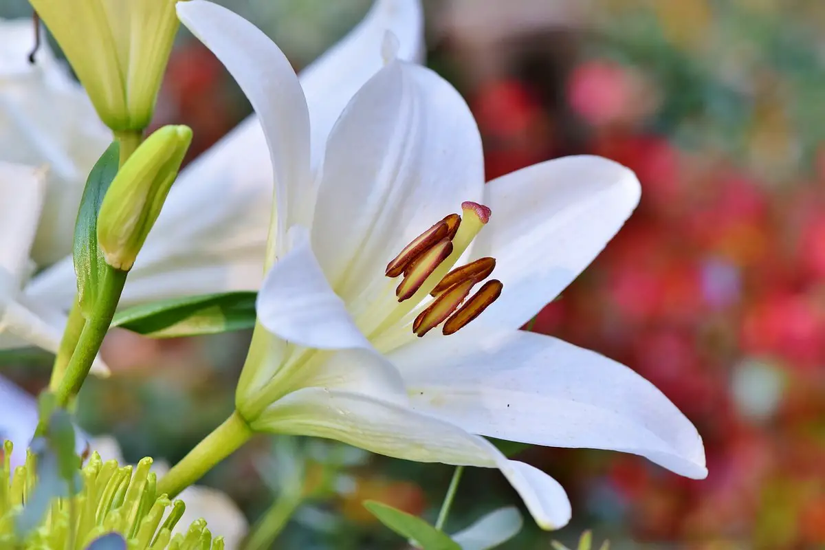 When to plant lilly bulbs for vibrancy flower