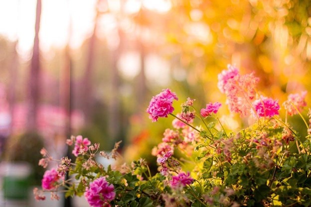 How to turn your garden into relaxing retreat - flowers plants
