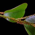 Get rid of pests and protect your plants