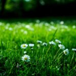 Protecting your garden from pests