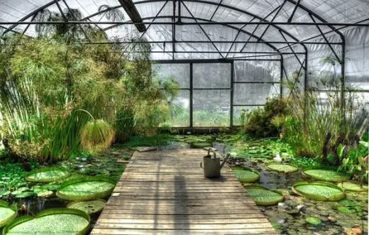 Plants in a horticultural glass extension