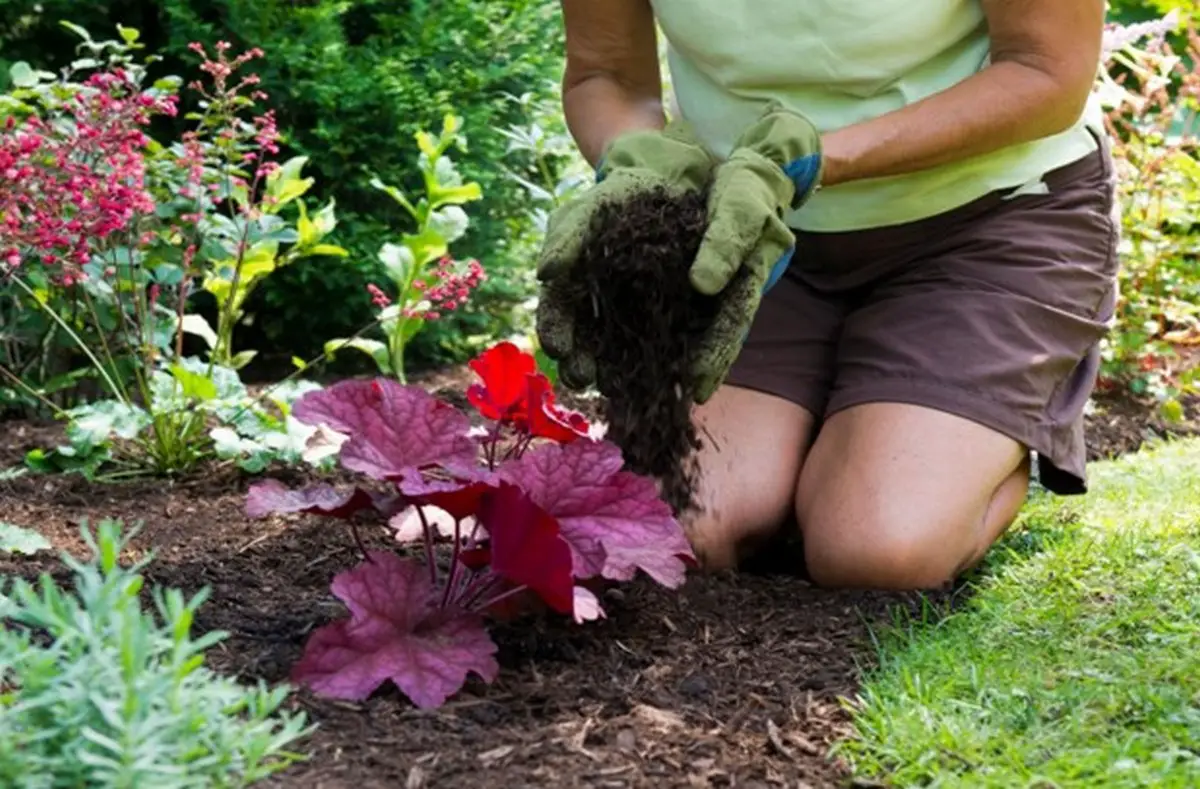 Discover the best mulch for garden