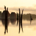 Japiim Concept Amazon Rainforest Brazil