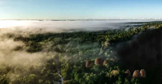 Japiim Concept Amazon Rainforest Brazil