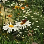 From vacant lots to vibrant spaces
