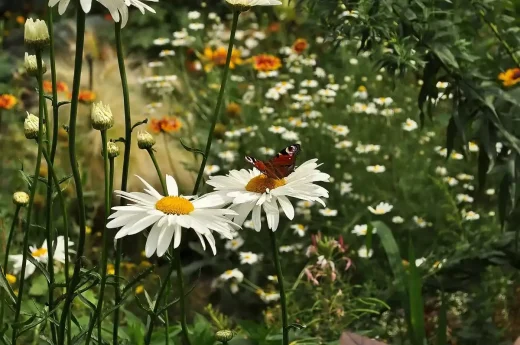 From vacant lots to vibrant spaces