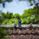 Commercial roofing impacts building design and sustainability