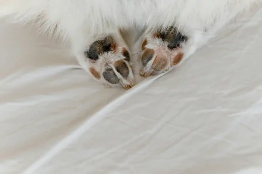 dog paws fabric home